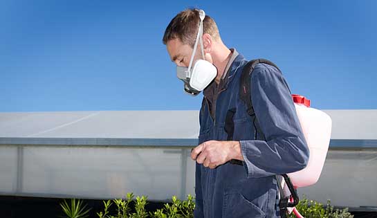 Spraying invasive weeds in Tasman